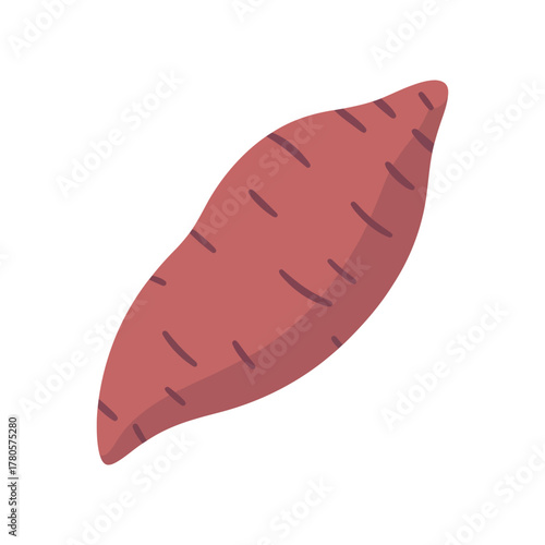 Vector illustration of whole sweet potato root vegetable