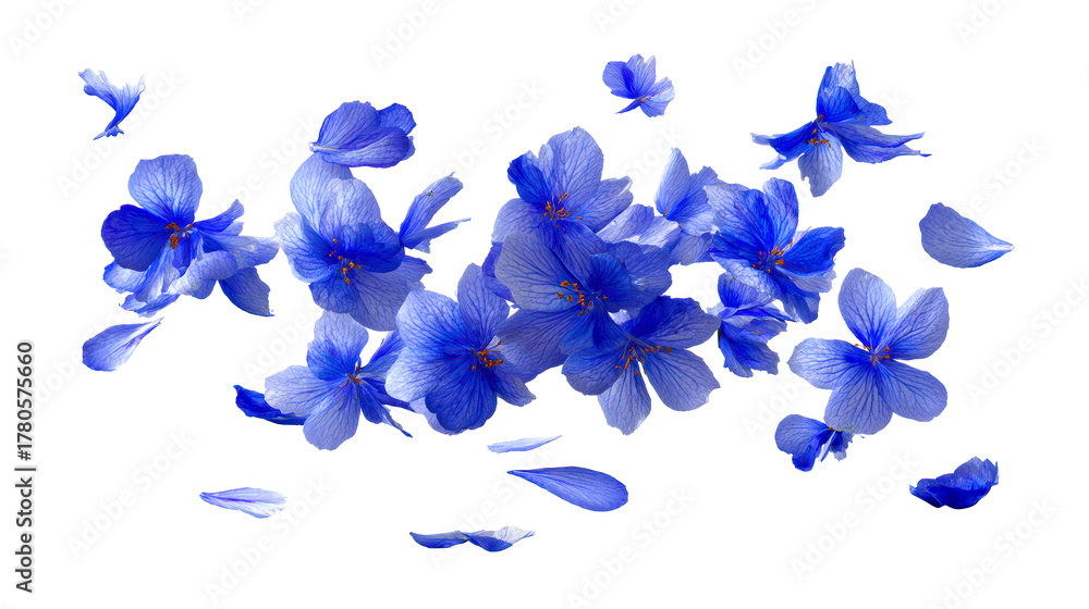 Fototapeta premium Blue flower petals floating and falling against white background