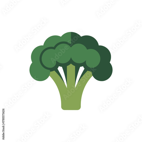 Vector illustration of fresh green broccoli vegetable