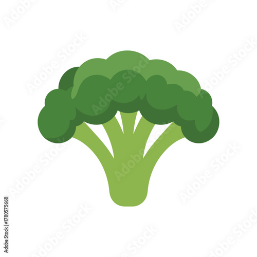 Vector illustration of fresh green broccoli vegetable