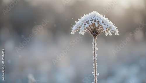 frost on the flower