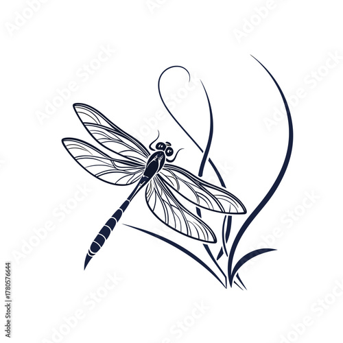 dragonfly on a white background