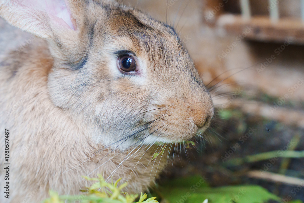 Fototapeta premium Cute brown rabbit enjoying fresh greens in a garden
