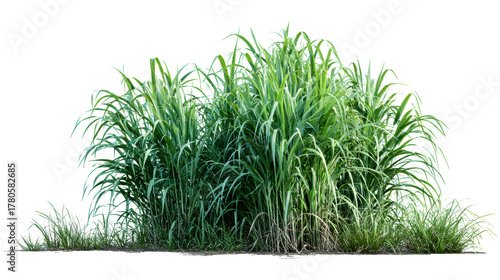 Fototapeta Naklejka Na Ścianę i Meble -  Tall green grass clump with thin leaves and stems