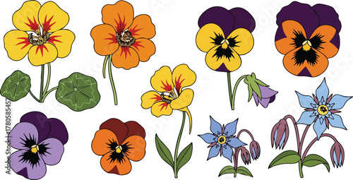 Collection of colorful pansy and nasturtium flowers with green leaves on white background