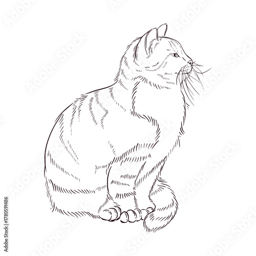 A fluffy cat with a long whisker, hand-drawn in ink and translated into a vector. Pet Vector Illustration for Printing on Fabric, Paper, Postcards, for Coloring and Creativity. Vector illustration