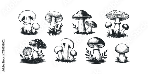 Collection of Hand Drawn Forest Fungi with Foliage