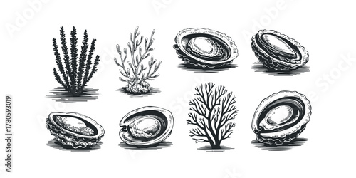 Set of various marine flora and mollusks