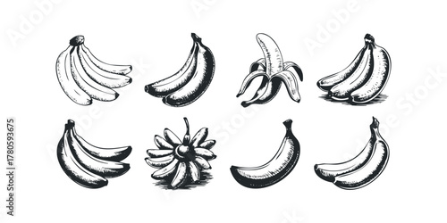 Hand Drawn Banana Variety Illustrations