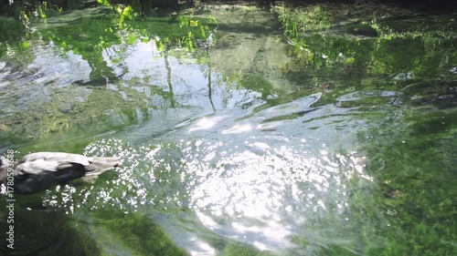 The sun is reflecting upon a peaceful calm waters in a river, while a duck just crosses the frame, disturbing the calm water and the reflections of the trees and skies. a 4K video clip.