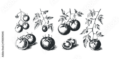 Collection of Hand-Drawn Tomato Sprigs and Fruit