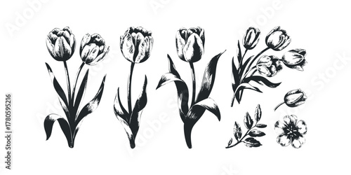Collection of hand-drawn tulip flowers and leaves