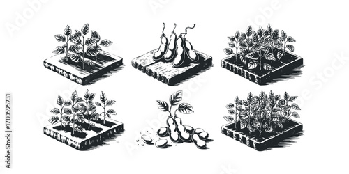 Soybean plant growth stages and harvested pods