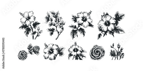 Collection of Hand Drawn Hibiscus and Rose Botanicals
