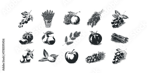 Vintage botanical elements: fruits, herbs and spices collection