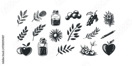 Collection of Hand-Drawn Botanicals and Natural Elements