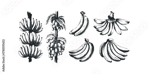 Sketch of banana bunches and stalk on white