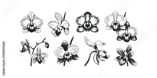 Set of Orchid Flower Illustrations on White Background