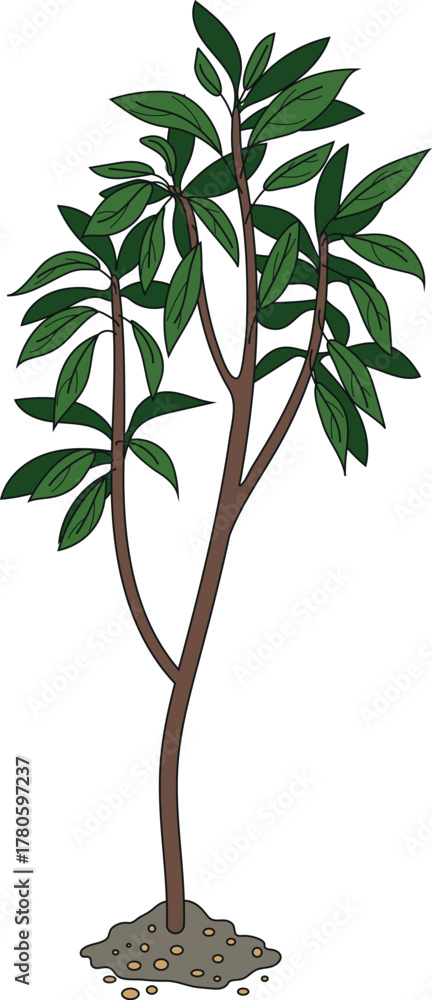 Obraz premium Abstract deciduous tree isolated on white background