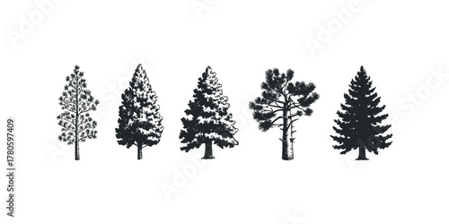 Collection of Five Pine Trees in Black and White