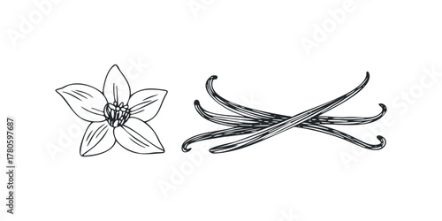 Vanilla bean pods and flower line art