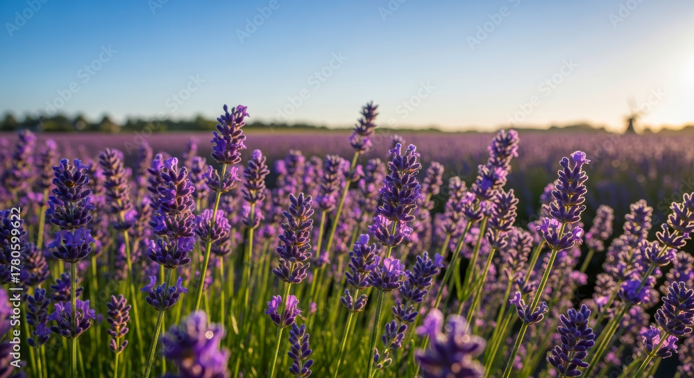 Fototapeta premium Close-Up of Lavender Flowers Radiantly Blooming in a Vast Netherlands Field at Golden Hour