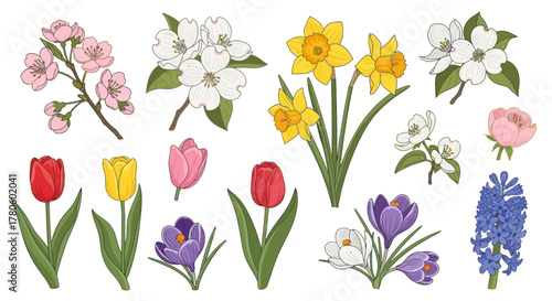 Collection of Spring Flowers including Tulips, Daffodils, Crocuses, Hyacinths, and Cherry Blossoms