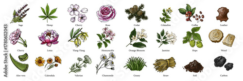 Vector food illustration colorful hand drawn Cereals, flowers, flavors