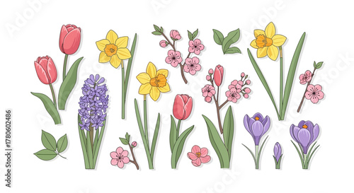 Vector collection of blooming spring flowers. Botanical clip art set with tulip, narcissus, crocus, and cherry blossom