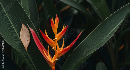 Stunning Heliconia Flower Blooming Vibrantly Amidst Dark Tropical Foliage, A Captivating Nature Close-up