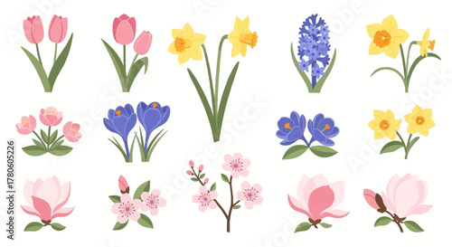 A collection of beautiful spring flower illustrations featuring tulips, daffodils, magnolias, and crocuses isolated on white