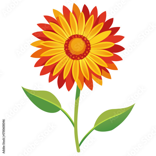 gaillardia gallo yellow on white backgroun