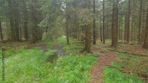 Hiking on not often used hiking trail in spruce forest between Ropice and Smrcina hills in Moravskoslezske Beskydy mountains in Czech republic