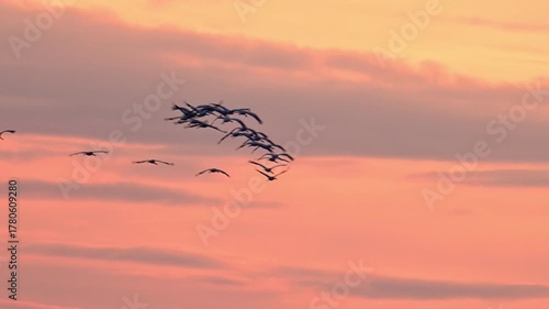 Common Cranes or Eurasian Cranes (Grus Grus) flying in the air during sunset near Diepholz in Germany during the autumn migration. 