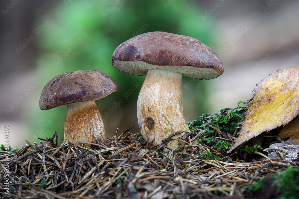 Fototapeta premium Two amazing edible Imleria badia mushrooms commonly known as bay bolete