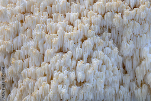 Macro detail of coral tooth fungus mushroom texture