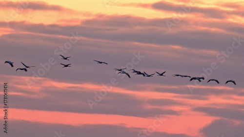 Common Cranes or Eurasian Cranes (Grus Grus) flying in the air during sunset near Diepholz in Germany during the autumn migration. 