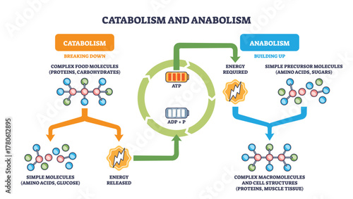 Metabolic catabolism anabolism cycle shows breakdown and buildup with ATP-ADP energy flow, key elements are molecules, arrows, and ATP battery icons. Outline diagram