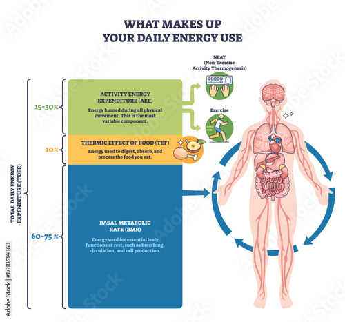 Daily energy use breakdown shows BMR, TEF, and activity shares of TDEE, with human body illustration, stacked blocks, and arrows guiding flow. Outline diagram