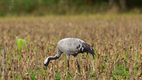 Common Cranes or Eurasian Cranes (Grus Grus) feeding and resting in a field near Diepholz in Germany during the autumn migration. 