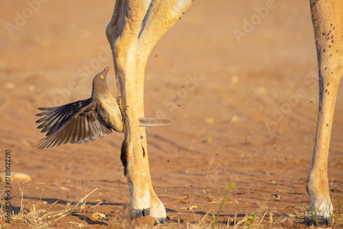 Red-billed Oxpecker (Buphagus erythrorynchus) eating insects from the leg of an impala (Aepyceros melampus), Kruger National Park, South Africa.