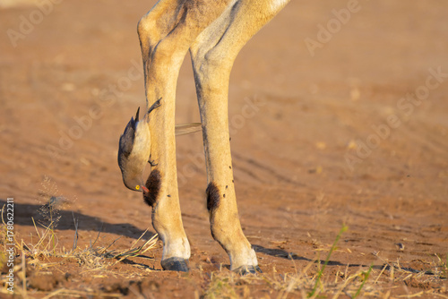 Red-billed Oxpecker (Buphagus erythrorynchus) sitting on leg of an impala (Aepyceros melampus), Kruger National Park, South Africa.