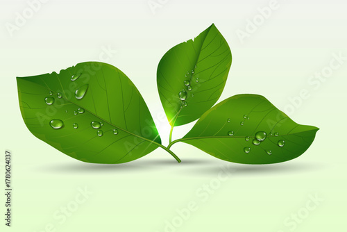 Fresh green leaves with water drops on light background
