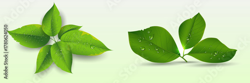 Natural leaf composition with dew drops, eco freshness concept