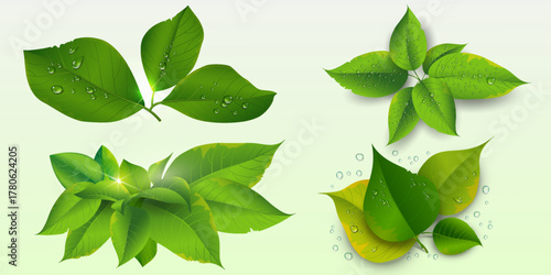 Natural leaf composition with dew drops, eco freshness concept