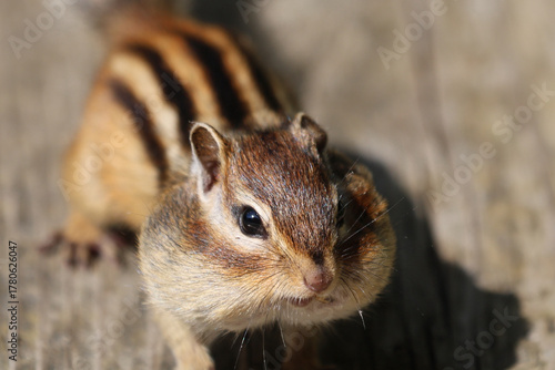 Wallpaper Mural 冬に向けて蓄食するエゾシマリス Torontodigital.ca