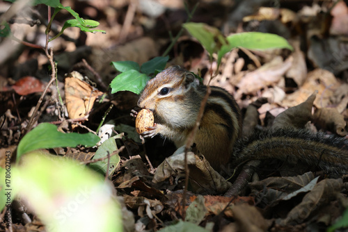 Wallpaper Mural 冬に向けて蓄食するエゾシマリス Torontodigital.ca