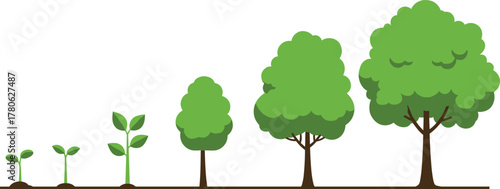 Growth stages of plant sprout to mature tree, evolution of nature cycle, environmental education concept, biology illustration, ecology development, sustainability, forest life, green ecosystem