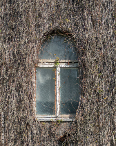 Old window framed by dense dry vines covers facade of abandoned house in spring sunlight