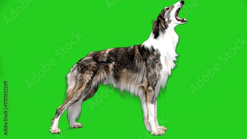 Big angry, russian greyhound dog barking on a forvard. 
